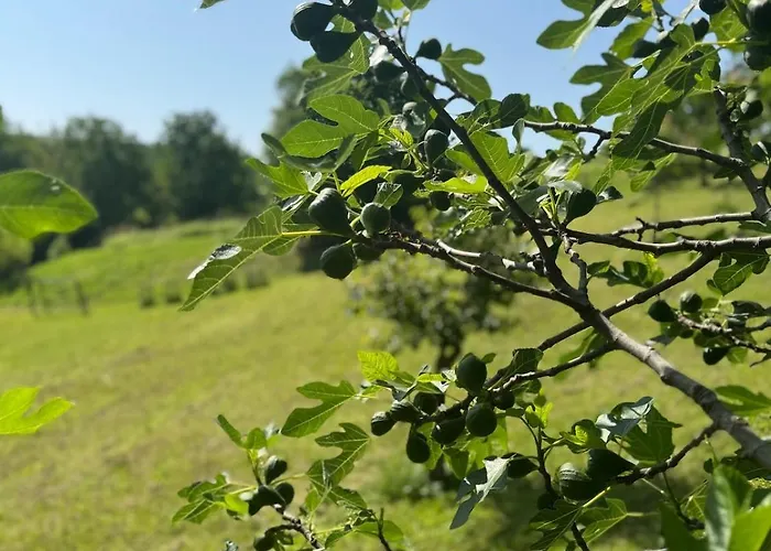 Small Apartman Freundorf